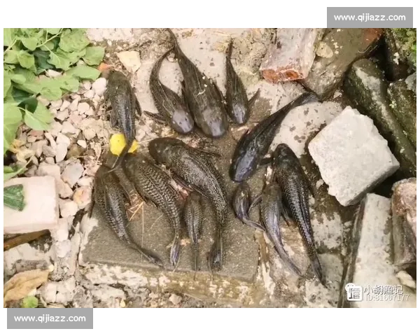 清道夫入侵生态链背后的真相与城市水域治理反思挑战与出路探索研究